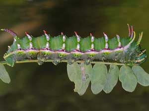 Syssphinx hubbardi