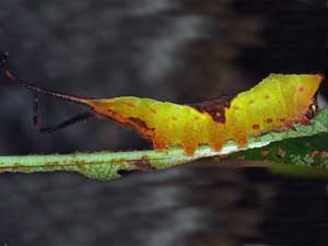 Furcula borealis