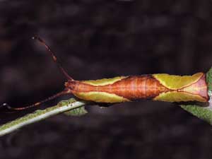 Furcula borealis