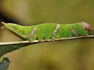 Heterocampa pulverea