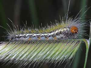 Ctenucha venosa