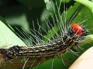 Acronicta radcliffei