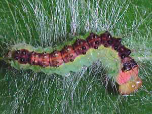 Acronicta radcliffei