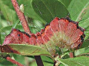 Acronicta tritona