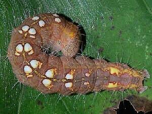 Acronicta modica