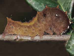 Acronicta clarescens