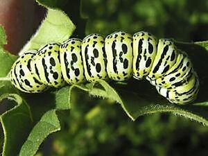 Basilodes chrysopis