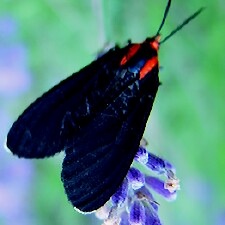 Ctenucha rubroscapus