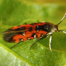 Neoheliodines nyctaginella