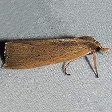 Epina dichromella