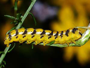 Schinia nundina