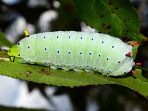 Callosamia promethea