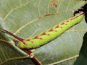 Amorpha juglandis