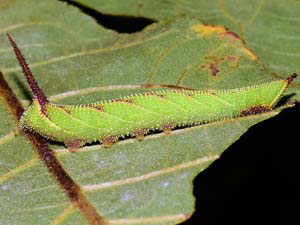 Amorpha juglandis