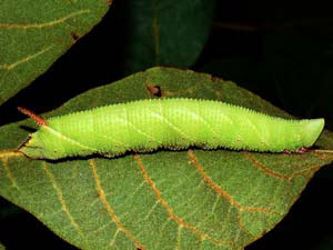 Amorpha juglandis