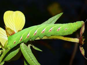 Eumorpha fasciatus