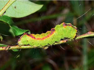 Acronicta tritona