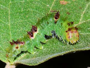 Acronicta hamamelis