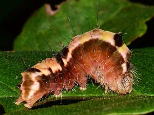 Acronicta hamamelis