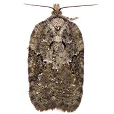 Acleris chalybeana