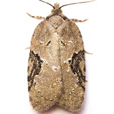 Acleris chalybeana