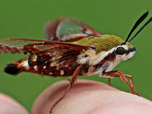 Hemaris gracilis