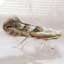 Phyllonorycter scudderella