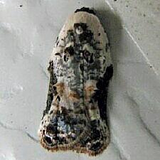 Acleris nivisellana