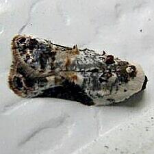 Acleris nivisellana