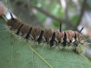 Acronicta insita