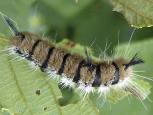 Acronicta insita