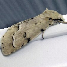 Acronicta innotata