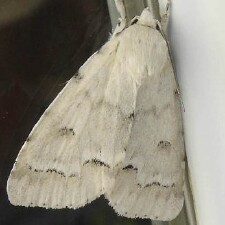 Acronicta innotata