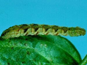 Eupithecia satyrata