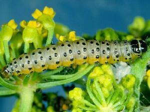 Depressaria radiella