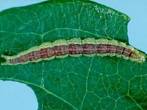 Ypsolopha dentella