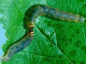 Epinotia solandriana