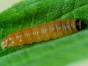 Epinotia lindana