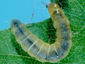 Acleris semipurpurana