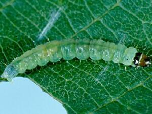 Acleris braunana