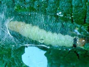 Acleris braunana