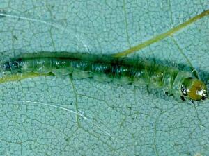 Acleris chalybeana