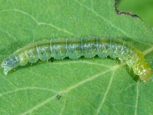 Acleris variana