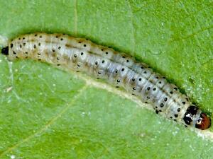 Cnephasia stephensiana