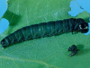 Choristoneura conflictana