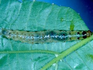 Herpetogramma pertextalis