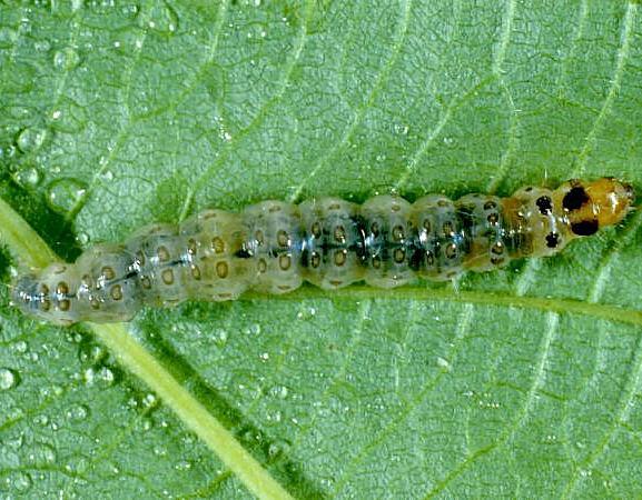 Herpetogramma thestealis