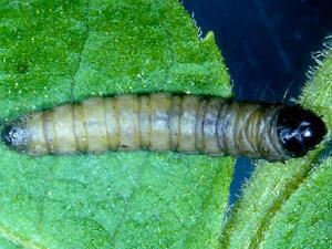 Acrobasis angusella