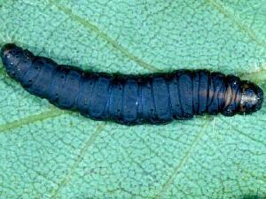 Acrobasis betulella