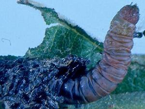 Acrobasis rubrifasciella